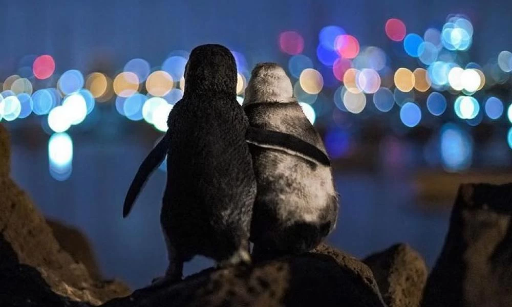 Συγκινητική στιγμή: Πιγκουίνοι της Αυστραλίας παρηγορούν ο ένας τον άλλον